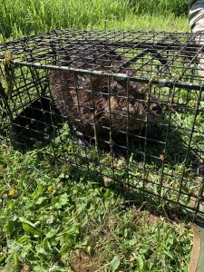 Image: A beaver in a live trap that was caught in Vancouver and moved to a new home in the forest
