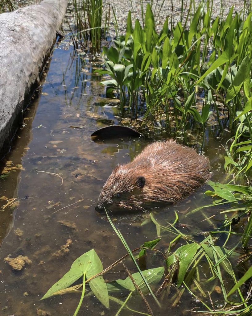 Image: a relocated beaver in its new forest home