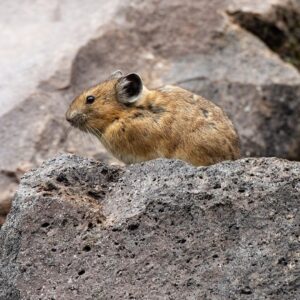 An American Pika perched on a rock