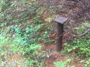 A rusty pipe emerging from the ground surrounded by vegetation