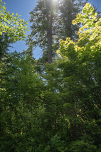 Large conifer trees towering over maples in the foreground
