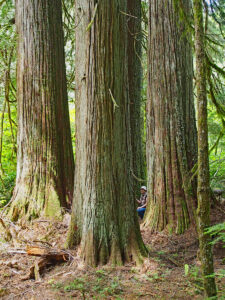 A man standing among a grove of large Western redceders