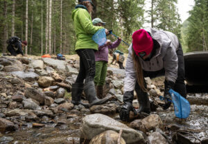 CFC volunteers turning over rocks in a shallow stream searching for amphibians