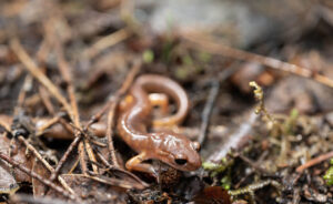 An ensatina found during CFC's amphibian survey