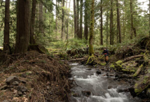 A fast-flowing stream flowing through a lush forest