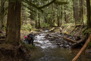 Volunteers on either side of a beautiful stream surrounded by old growth forests in the Gifford Pinchot National Forest