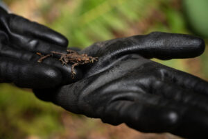 A volunteer's gloved hands holding a small juvenile western toad