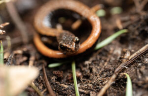 A red-backed salamander found during CFC's amphibian survey