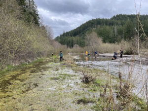 Volunteers stand in and around an area of still water beside the Cispus River