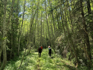 CFC staff walking down a forest road overgrown with grasses and ferns with stands of tress on either side.