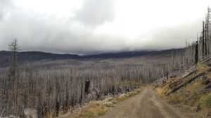 A forest road along a expanse of burned forest.